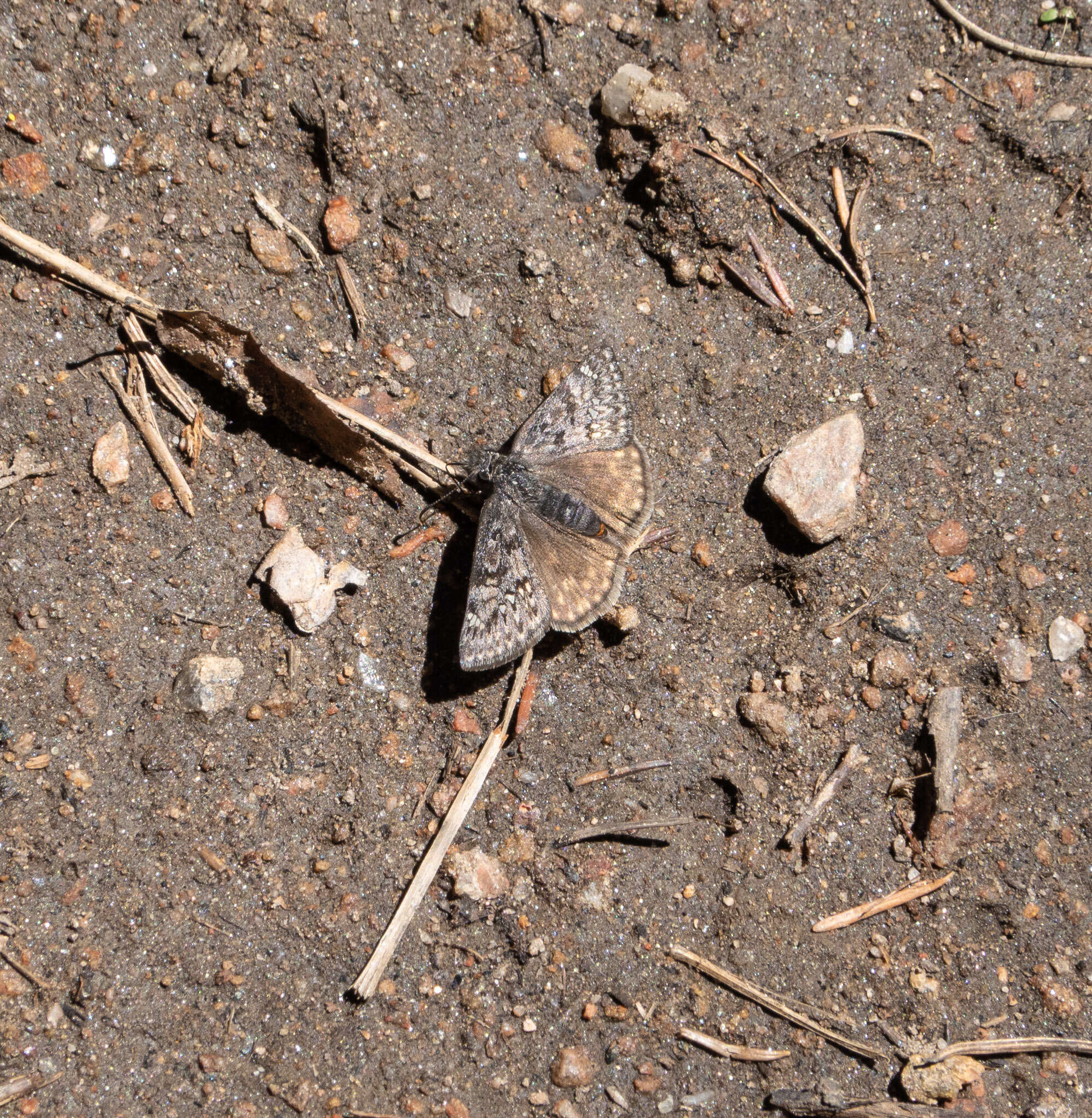 Image of Rocky Mountain Duskywing