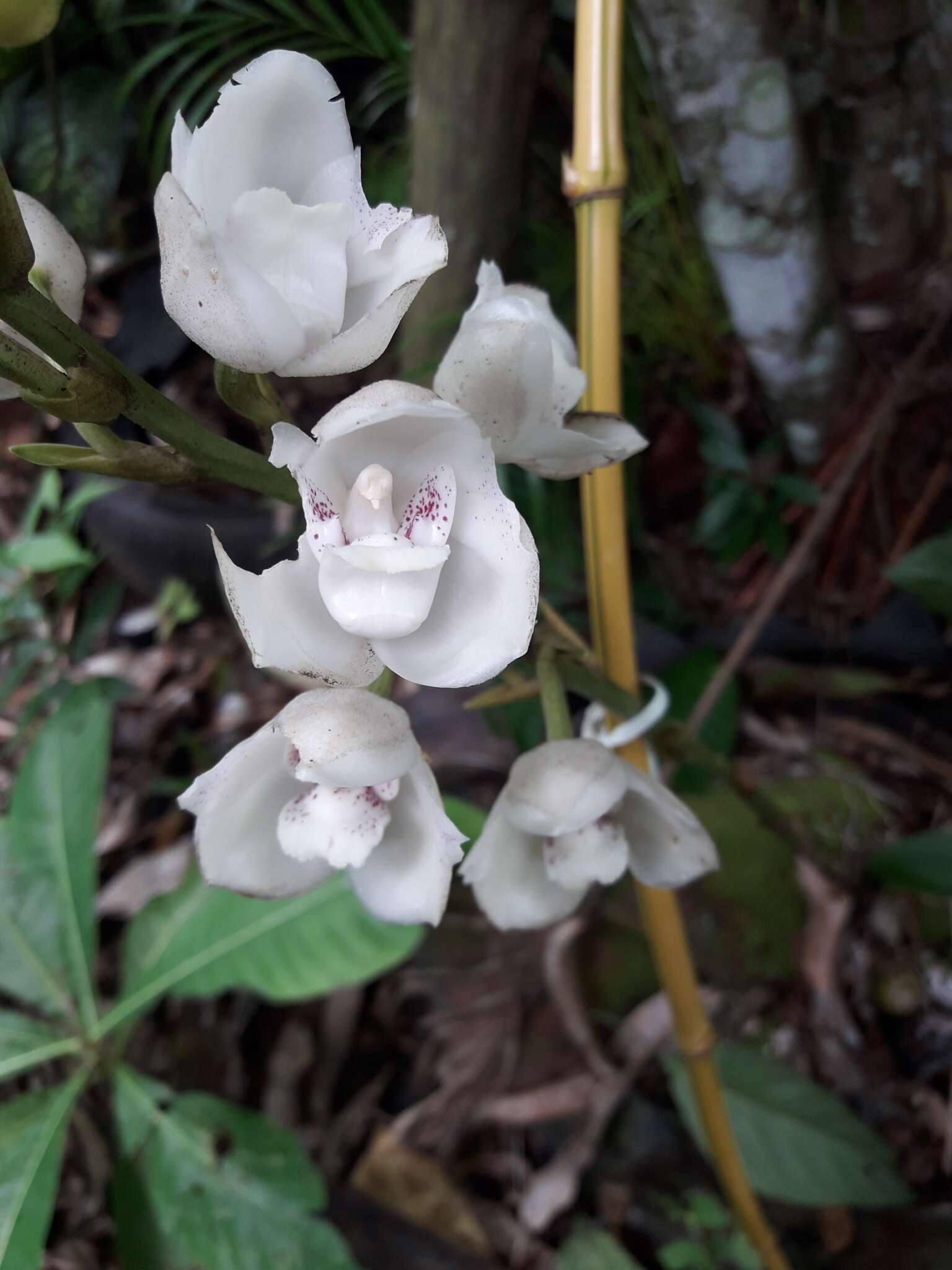 Image of Dove orchid