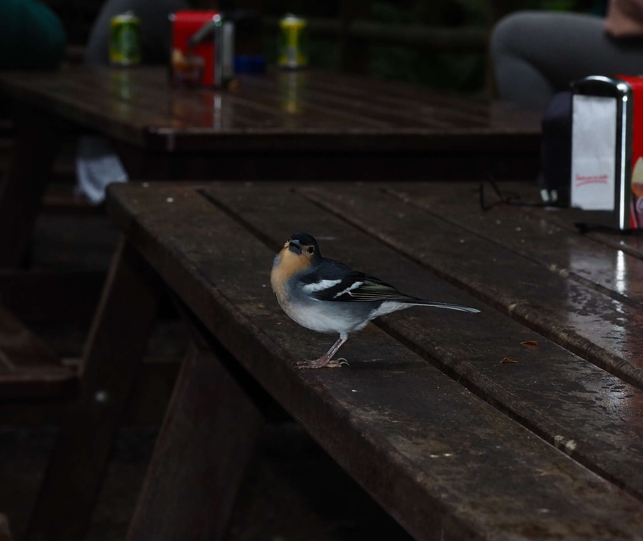 Image of La Palma Chaffinch