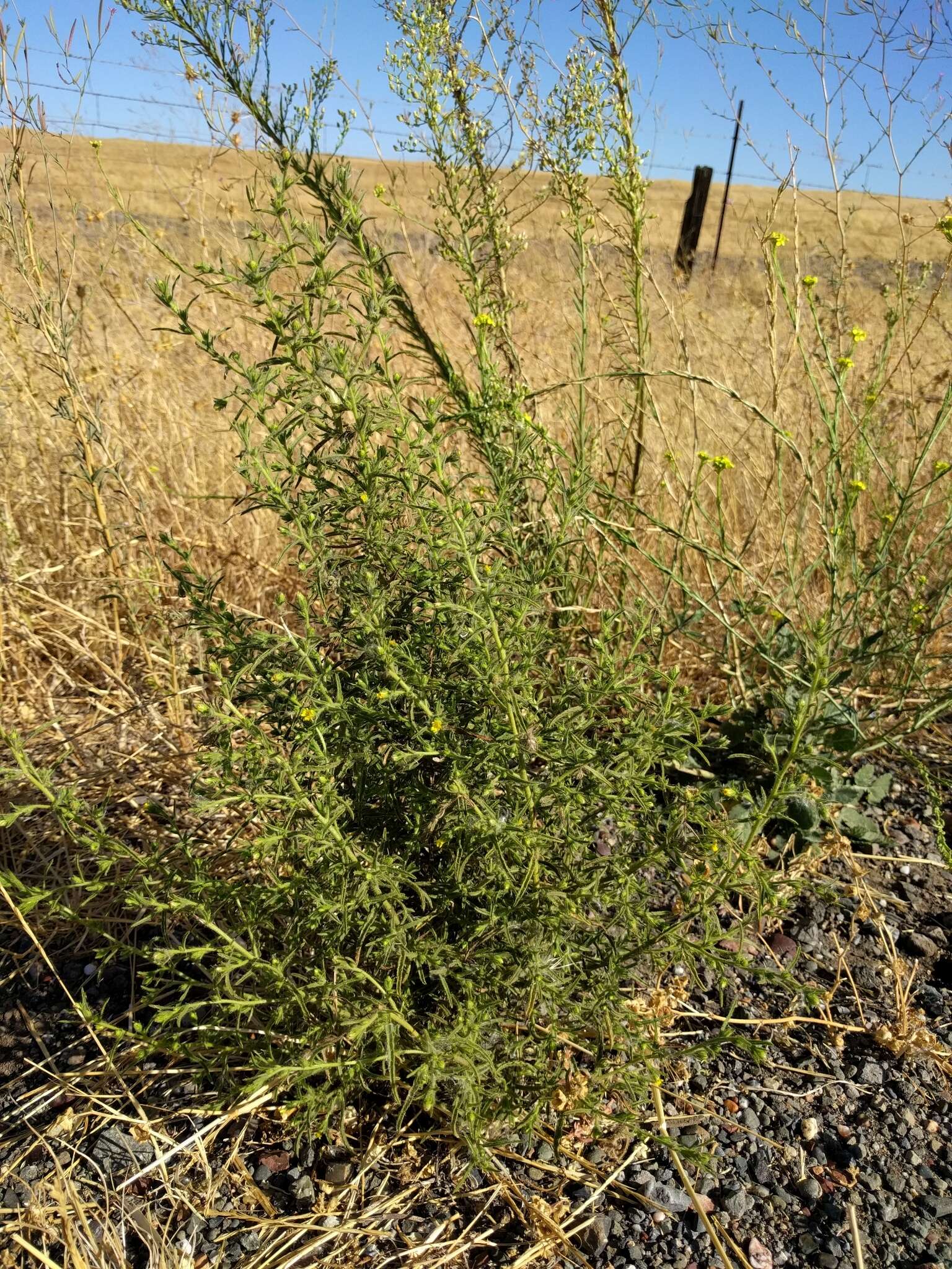 Image of stink aster