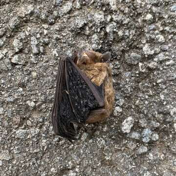 Image of Pipistrellini Tate 1942