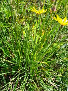 Image of Tragopogon reticulatus Boiss. & Huet