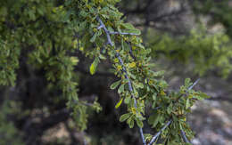 Image of bitter snakewood