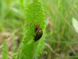 Image of Cassida (Lordiconia) canaliculata Laicharting 1781