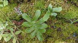 Plancia ëd Polypodium macaronesicum subsp. azoricum (Vasc.) F. J. Rumsey, Carine & Robba