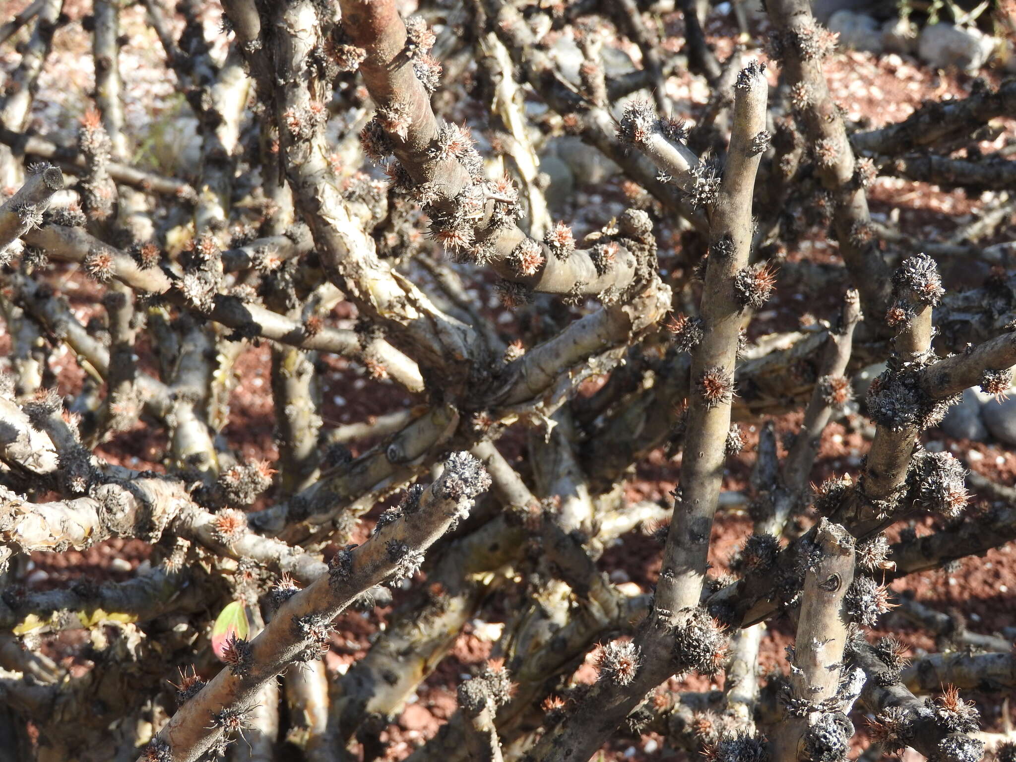 Image of Jatropha neopauciflora Pax