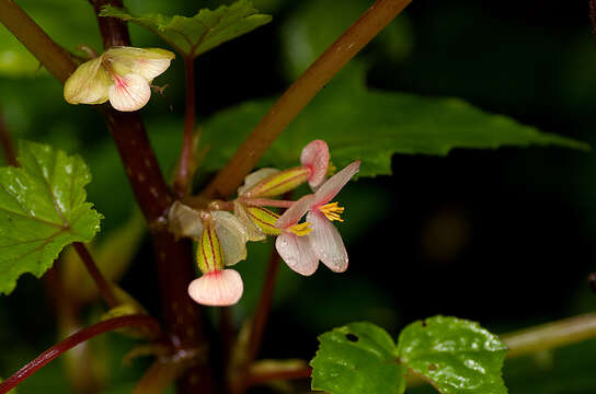 Image of Begonia oxyloba Welw. ex Hook. fil.