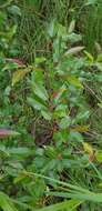 Image of balsam willow
