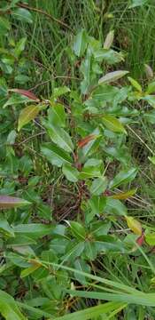 Image of balsam willow