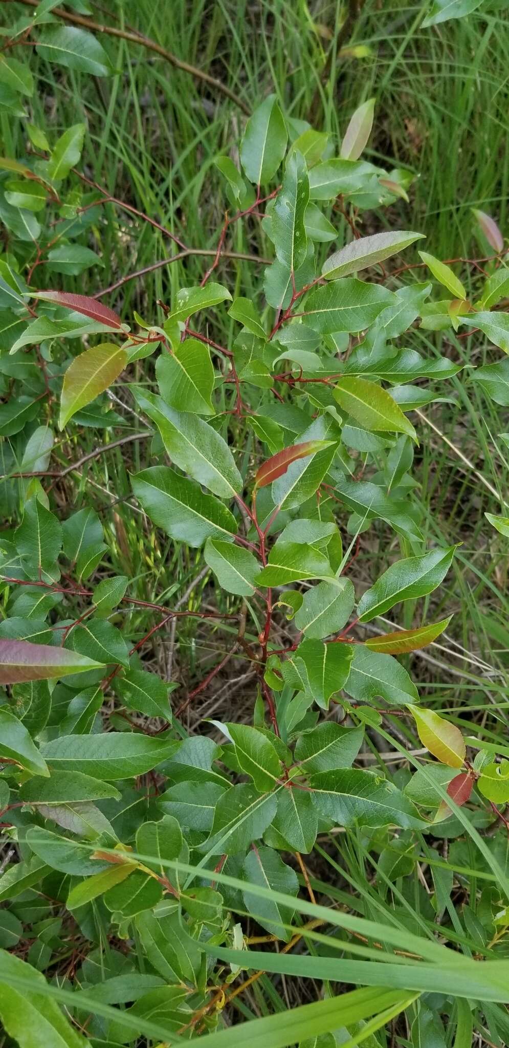 Image de Salix pyrifolia Anderss.