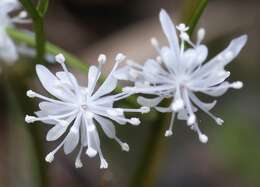 Image of Coptis japonica var. major (Miq.) Satake