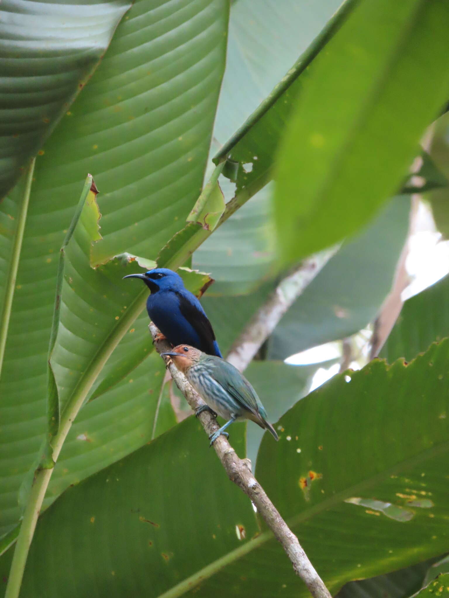 Imagem de Cyanerpes caeruleus (Linnaeus 1758)