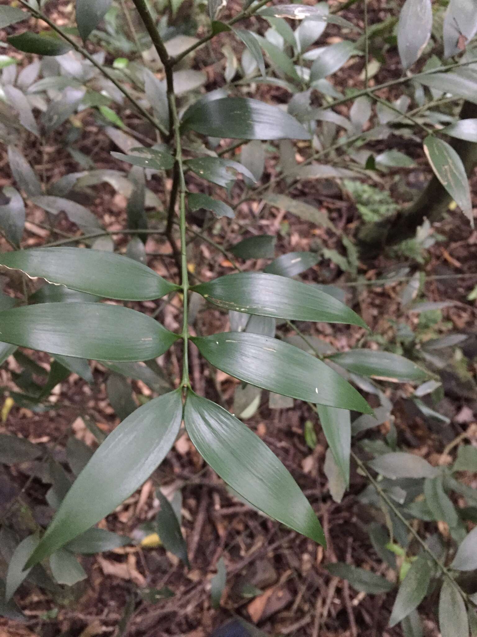 Image of Asian bayberry