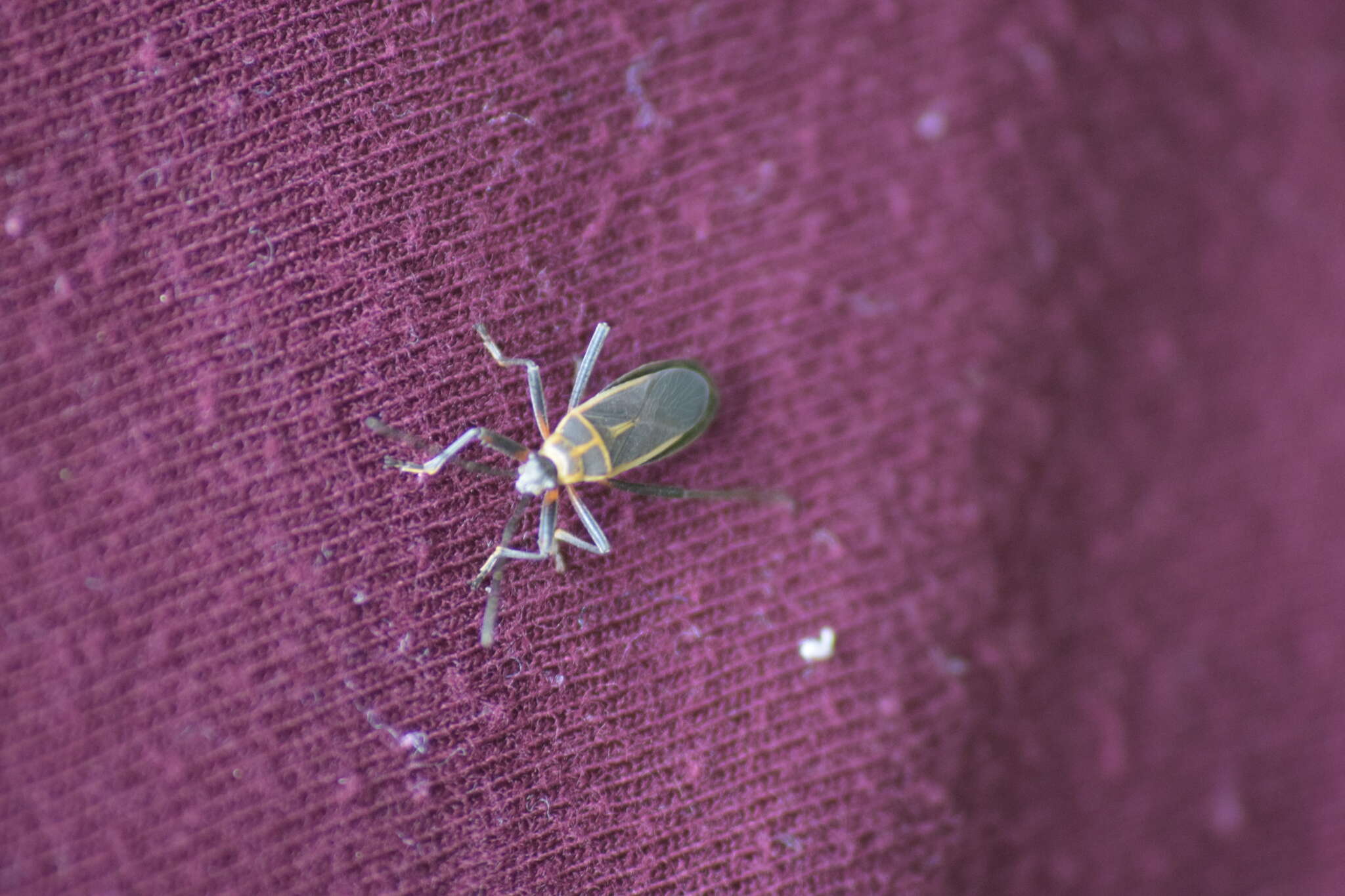 Image of Stenomacra marginella (Herrich-Schaeffer 1850)