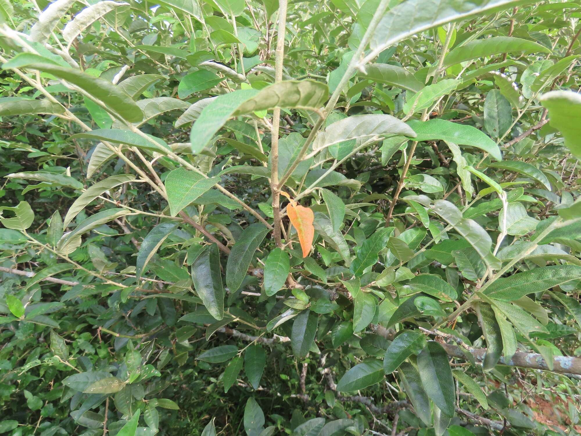 Image of Rough-leaved croton