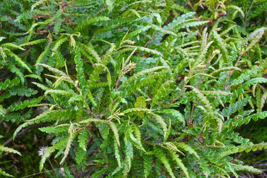 Image of sweet fern