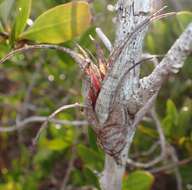 Image of twisted airplant