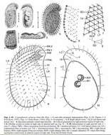 Imagem de Cryptopharynx setigerus Kahl 1928