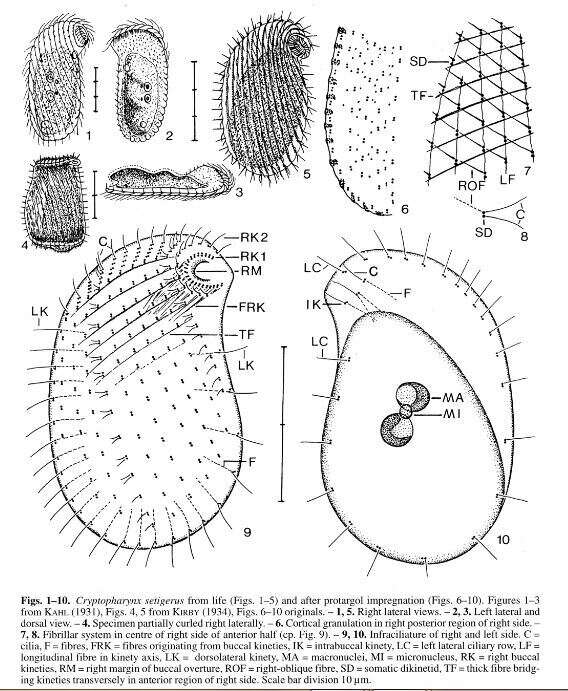 Image of Cryptopharynx setigerus Kahl 1928