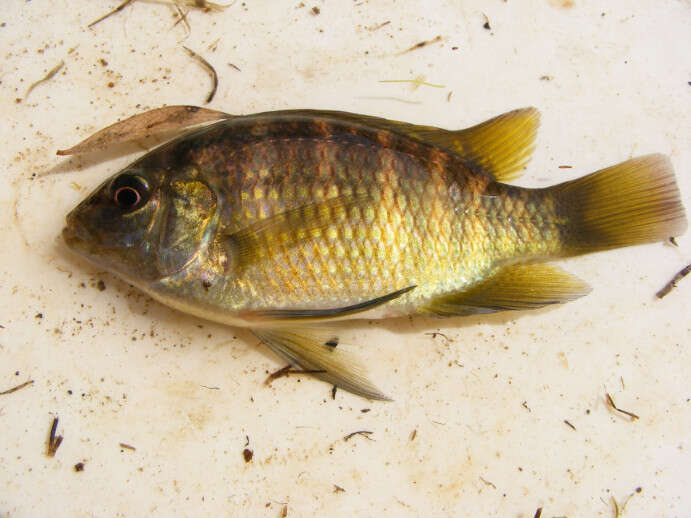 Image of Banded bream