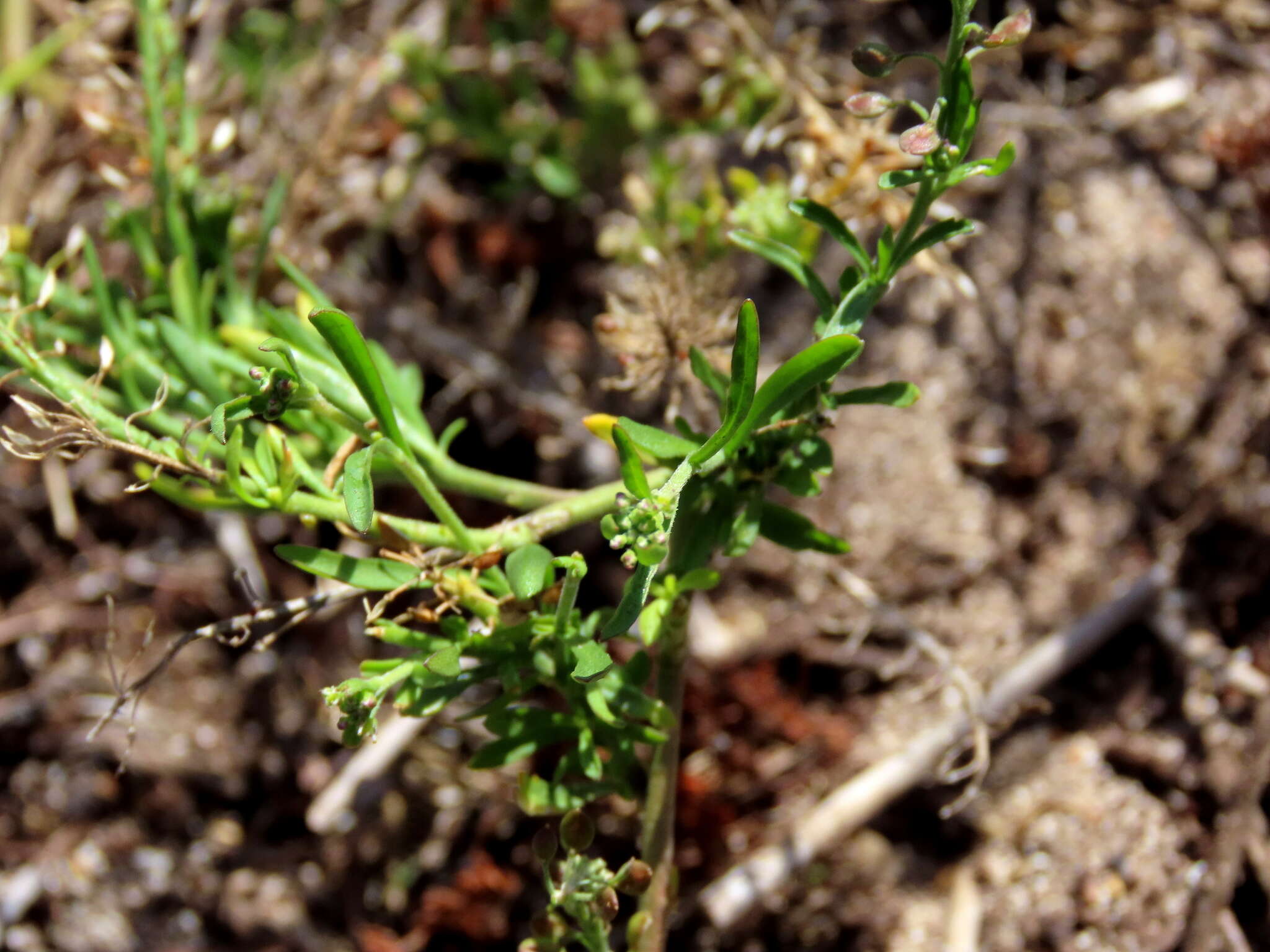 Sivun Lepidium capense Thunb. kuva