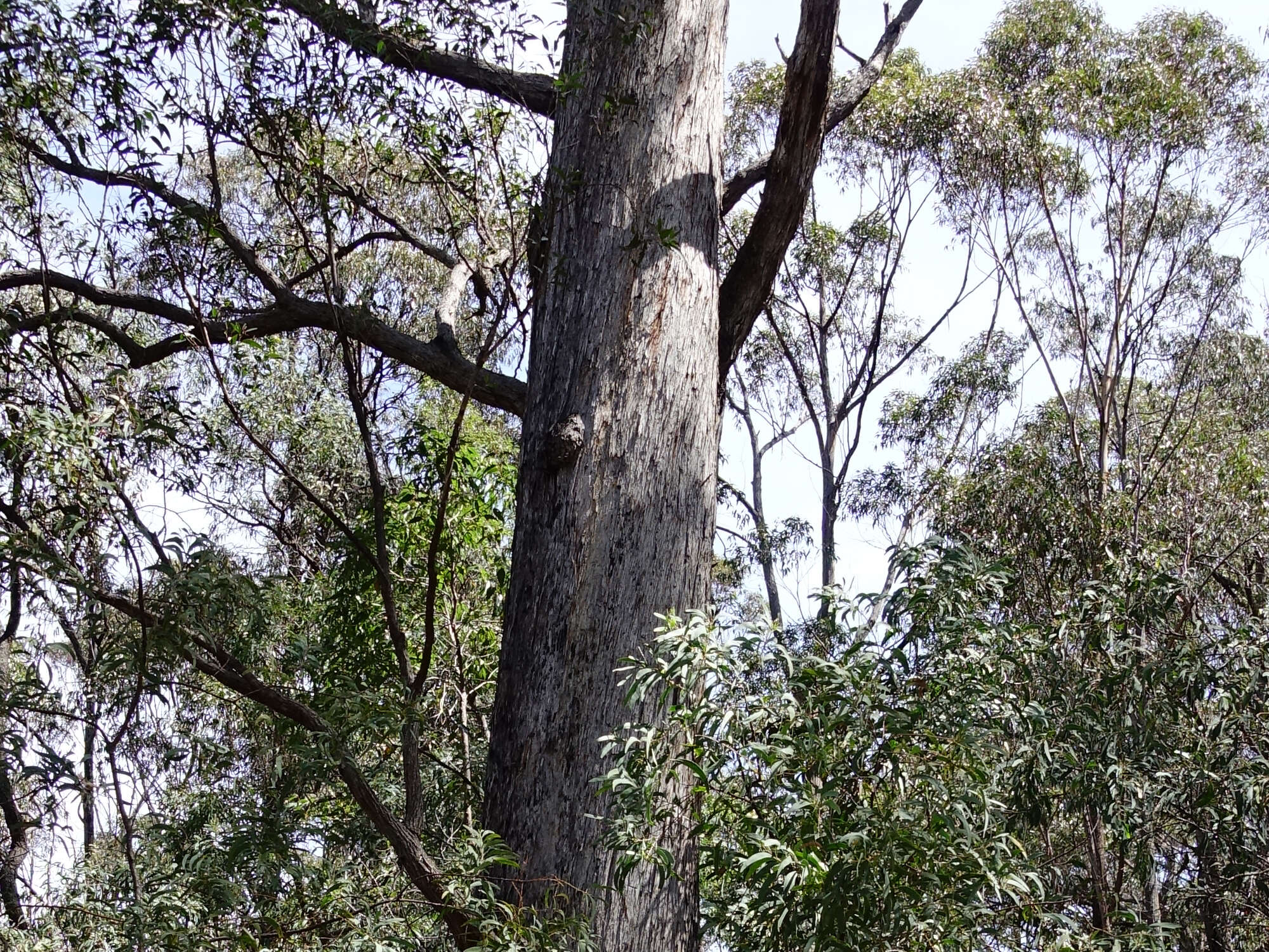 Image de Eucalyptus croajingolensis L. A. S. Johnson & K. D. Hill