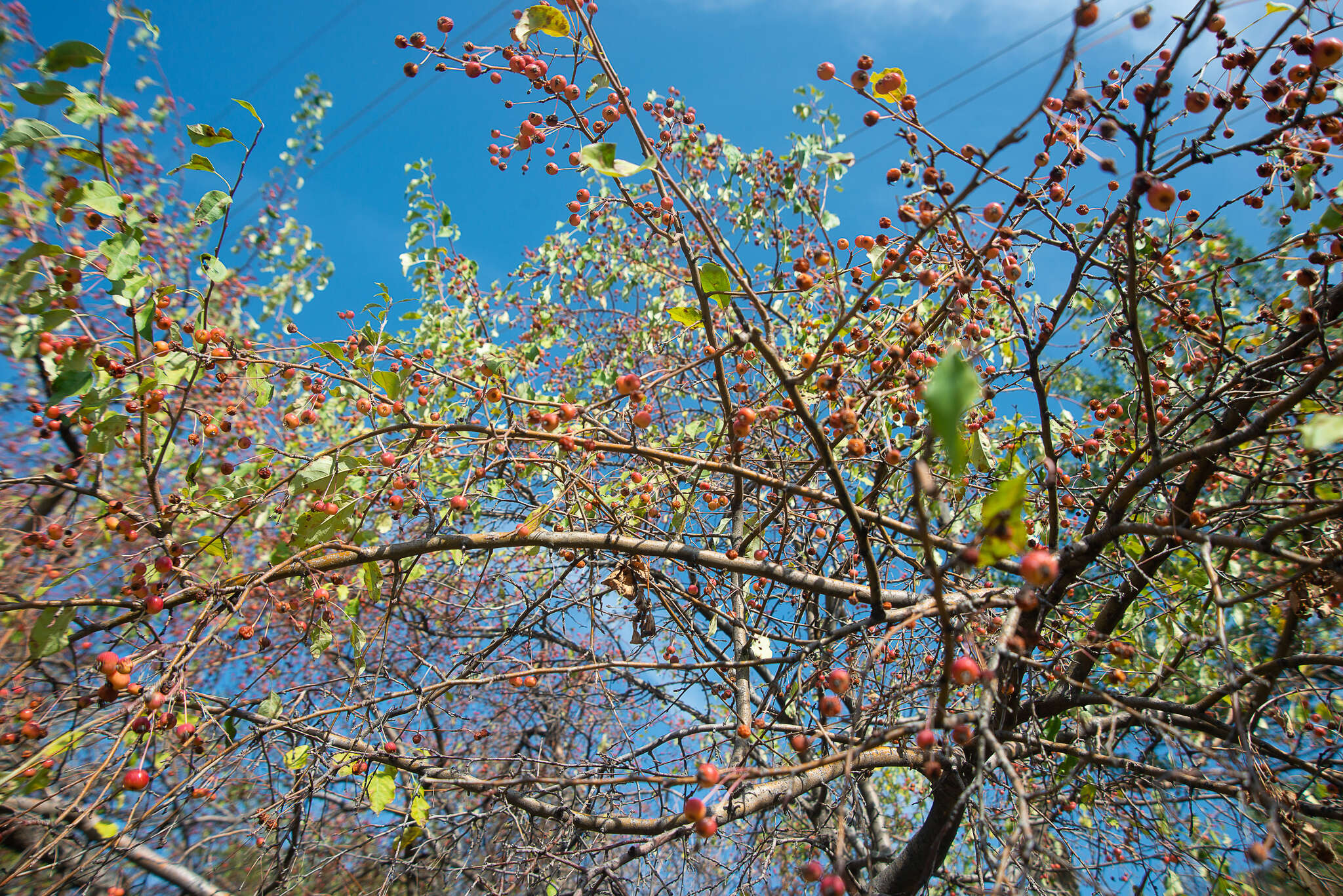 Image of Malus sieversii (Ledeb.) Roem.