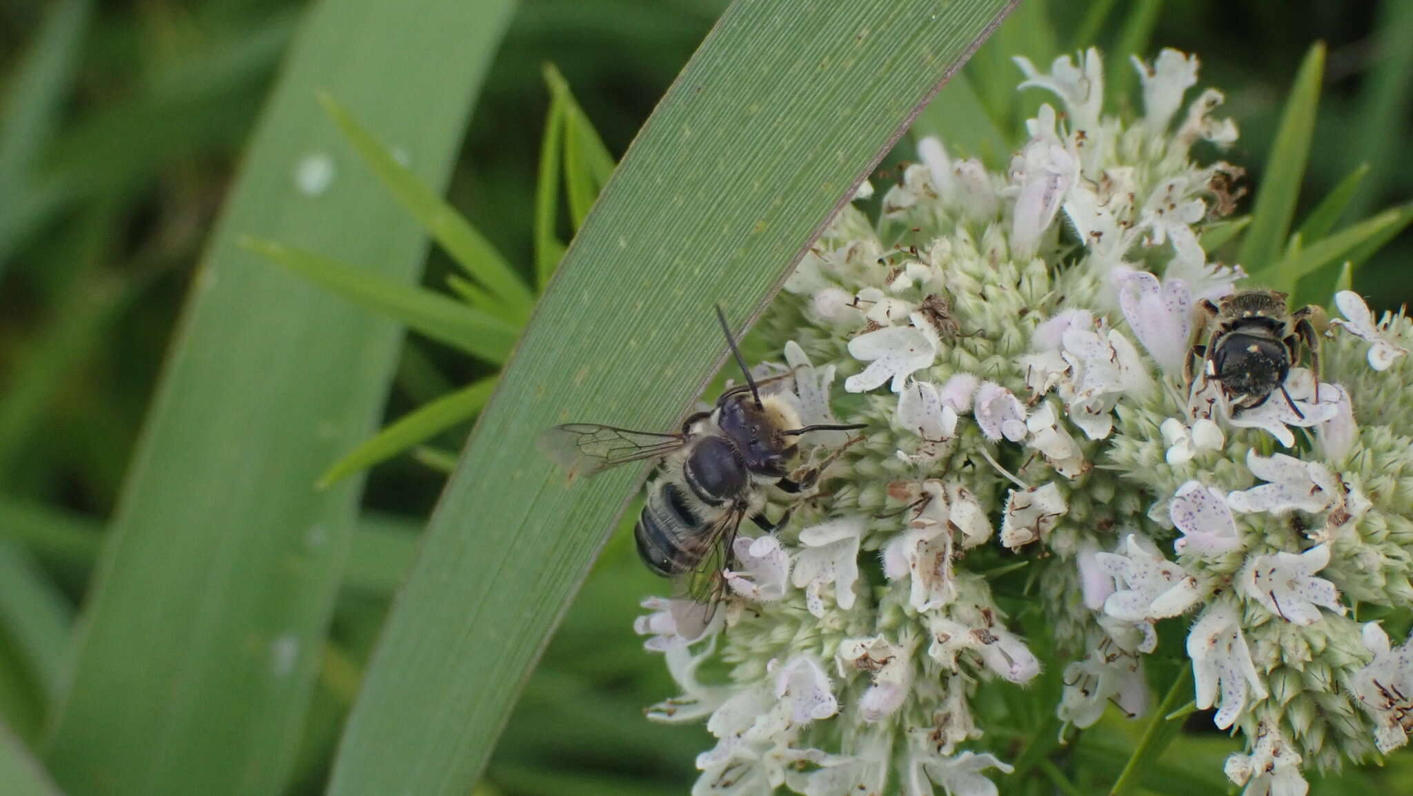 Image of Petulant Leaf-cutter Bee