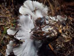 Image de Polypore blanc-et noir