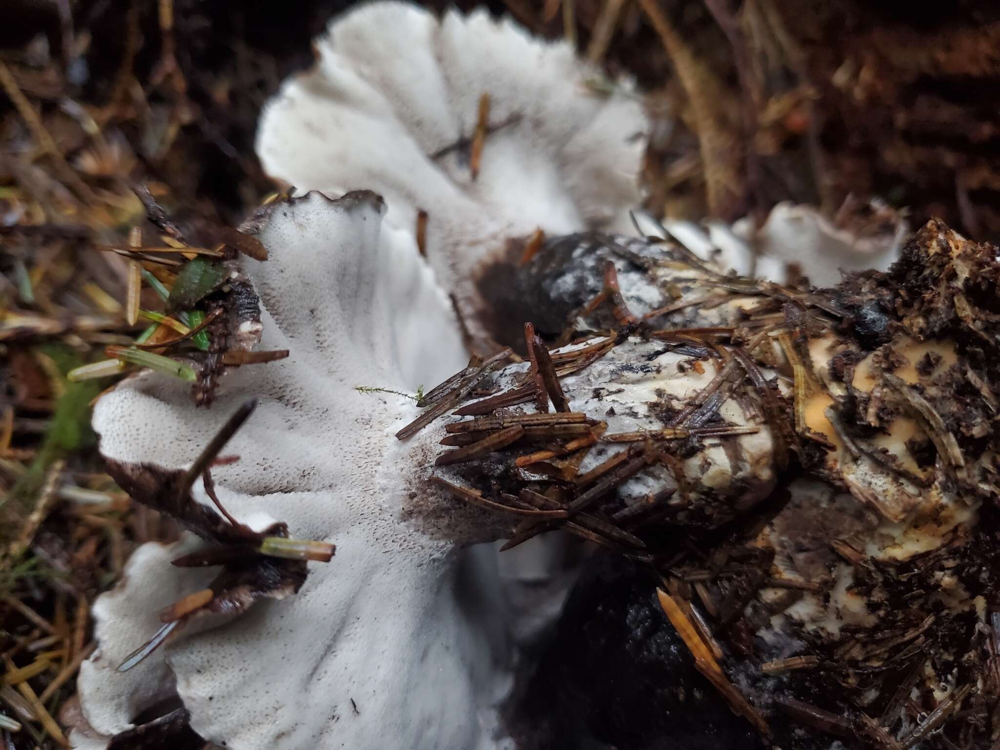 Image de Polypore blanc-et noir