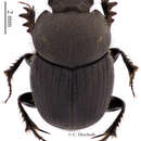 Image of Onthophagus cribripennis D' Orbigny 1902