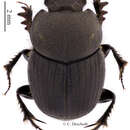 Слика од Onthophagus cribripennis D' Orbigny 1902