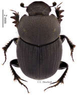 Слика од Onthophagus cribripennis D' Orbigny 1902