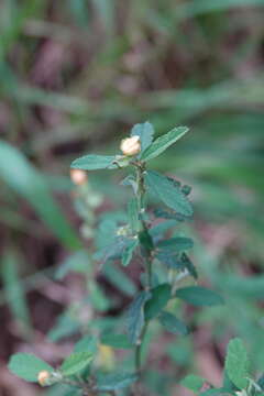 Plancia ëd Sida rhombifolia subsp. rhombifolia