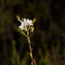 Imagem de Epacris celata R. K. Crowden