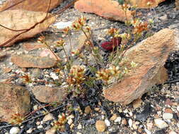 Image of Crassula biplanata Haw.