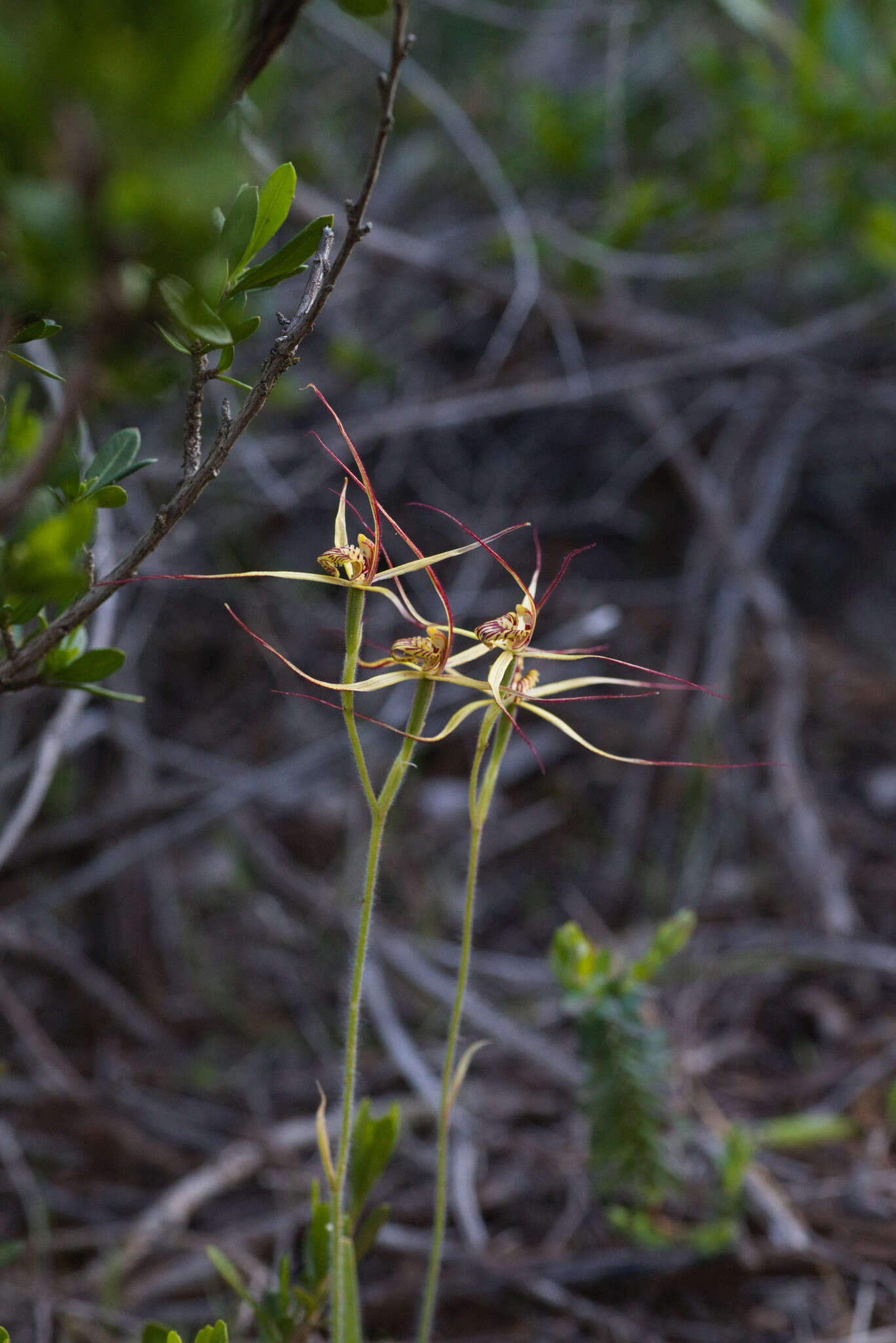 Image of Cape spider orchid