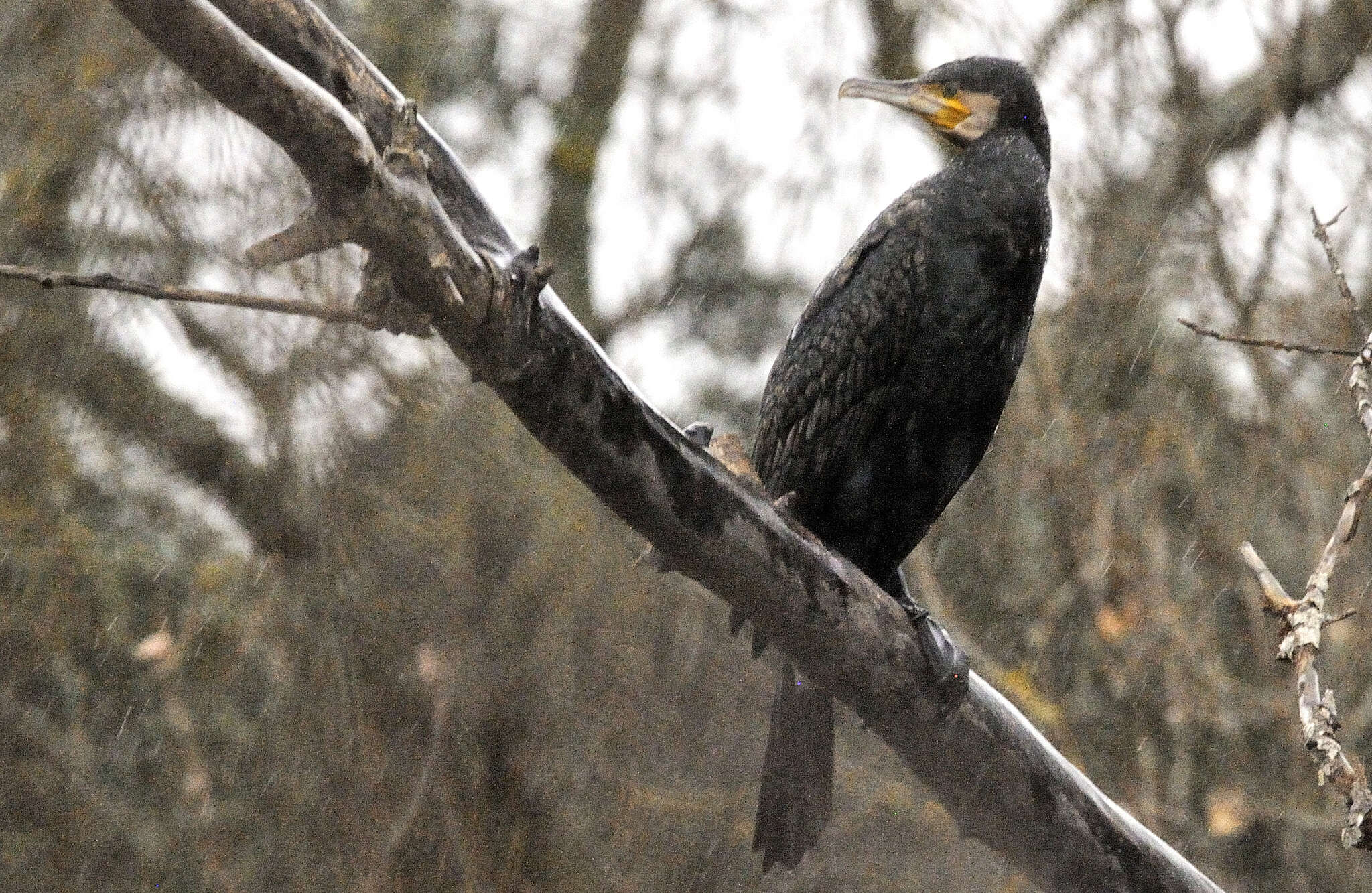 Image of Phalacrocorax carbo carbo (Linnaeus 1758)