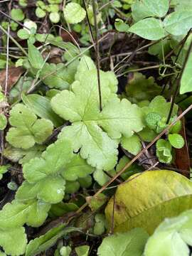 Image of starfern