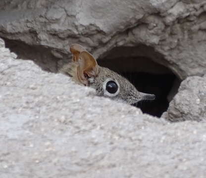 Image of Bushveld Elephant Shrew