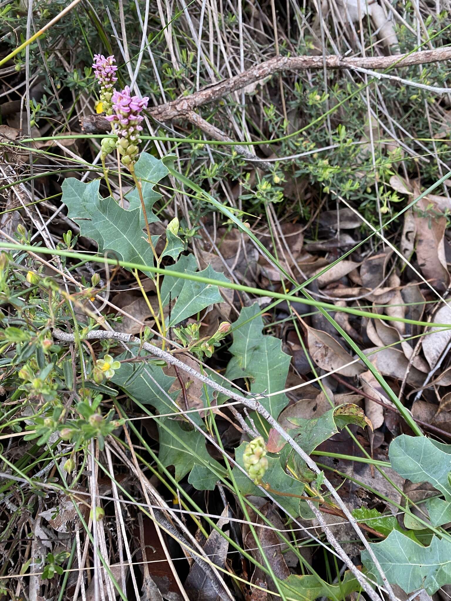 Image of Grevillea quercifolia R. Br.