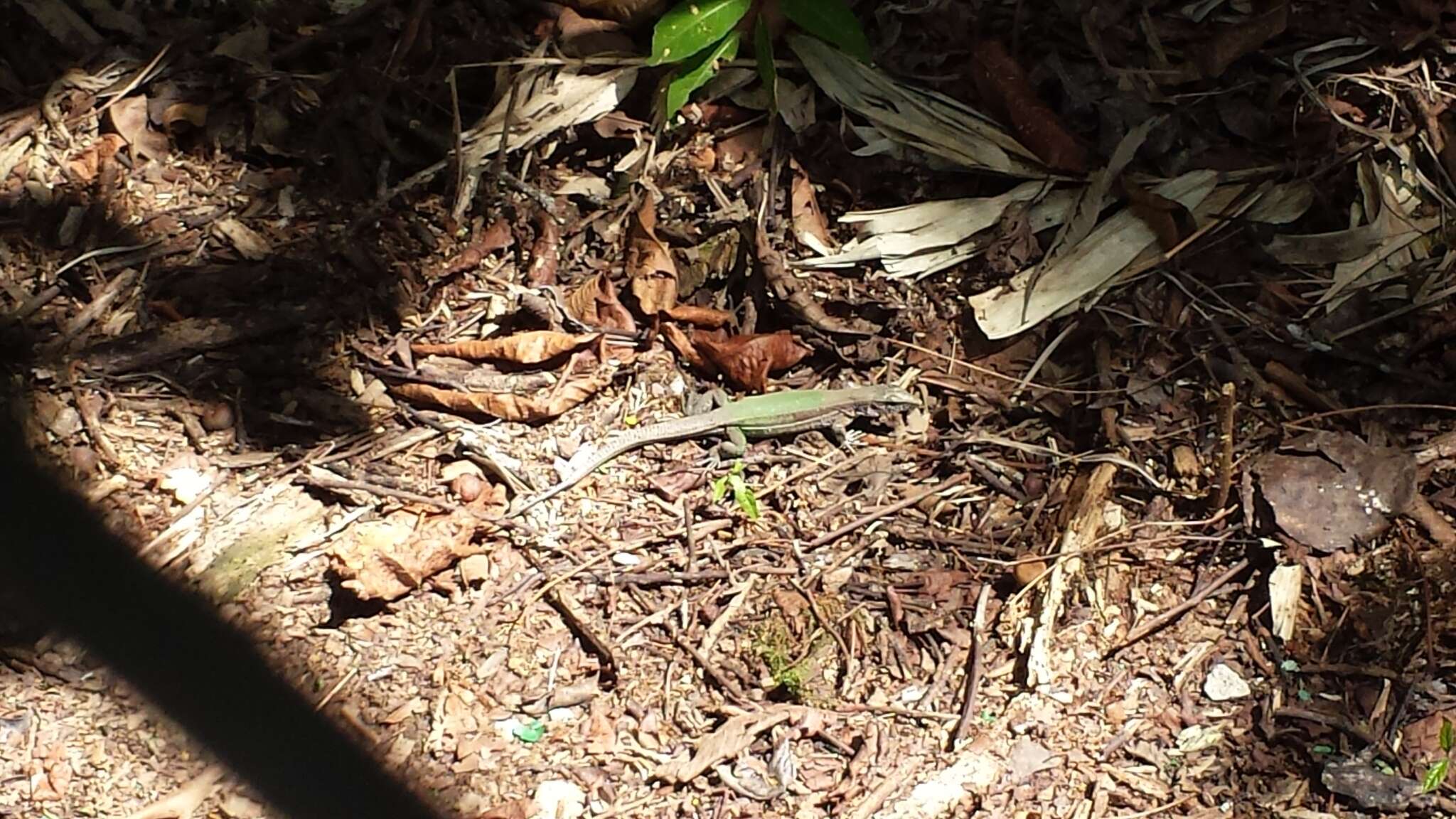 Image of Amazon Racerunner