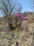 Image of Lonchocarpus hermannii M. Sousa