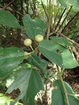 Image of Ficus erecta Thunb.