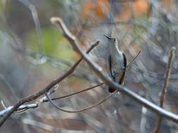 Image of Tumbes Hummingbird