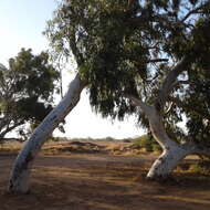 Слика од Eucalyptus camaldulensis subsp. refulgens Brooker & M. W. Mc Donald