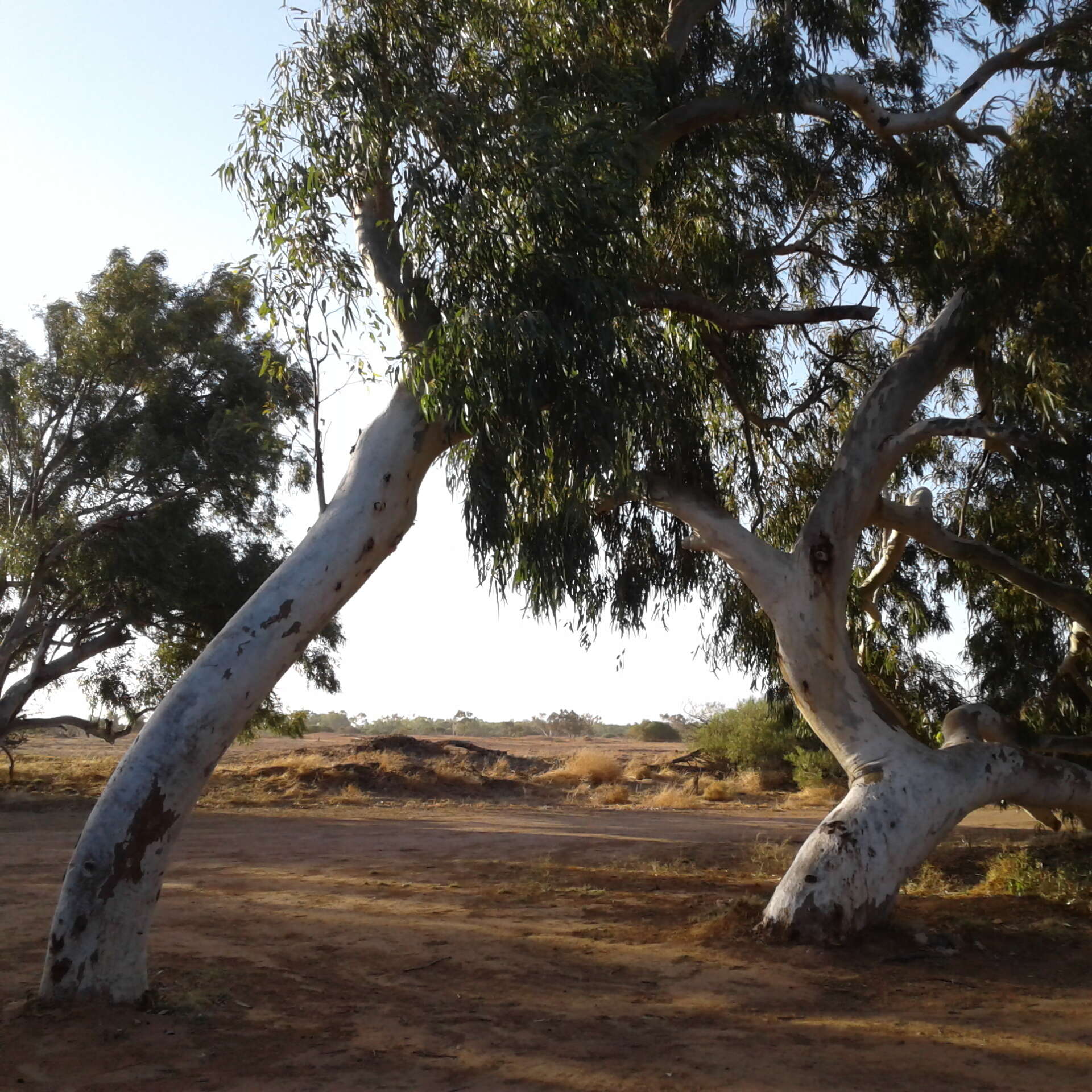 Слика од Eucalyptus camaldulensis subsp. refulgens Brooker & M. W. Mc Donald