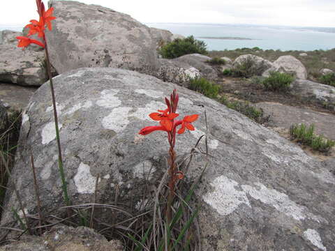 Image of Watsonia hysterantha J. W. Mathews & L. Bolus