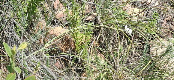 Image of Heliophila glauca Burch. ex DC.