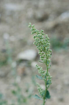 Plancia ëd Chenopodium opulifolium Schrader